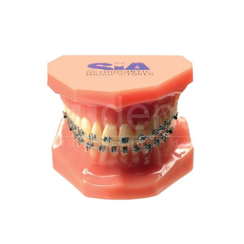 modello_bocca_con_attacchi_metallo_Sia_Orthodontic Modello dimostrativo con attacchi in metallo Typodont Sia Orthodontic - immagine 1